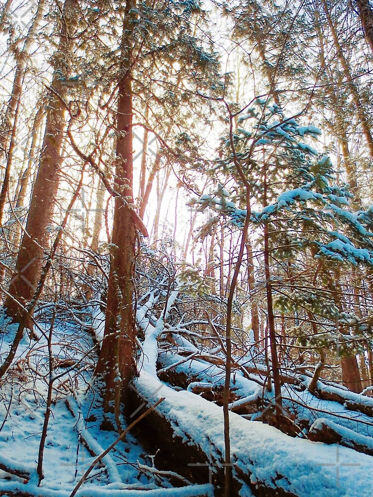 Winter Wonderland by Nathan Gruber