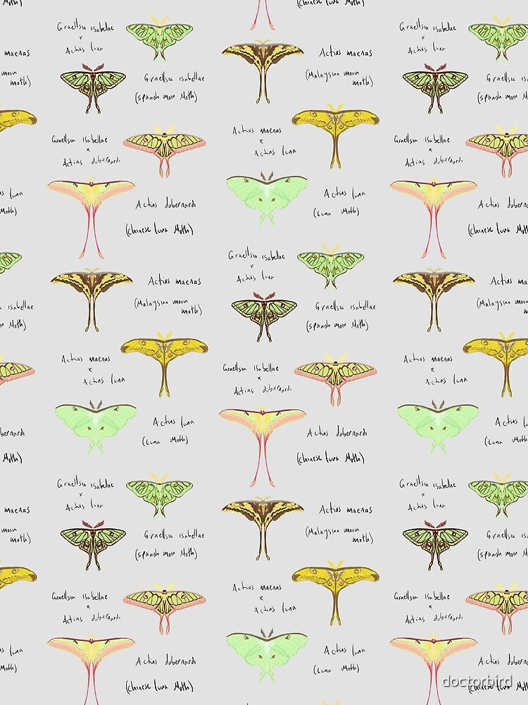 Moon Moth varieties by doctorbird