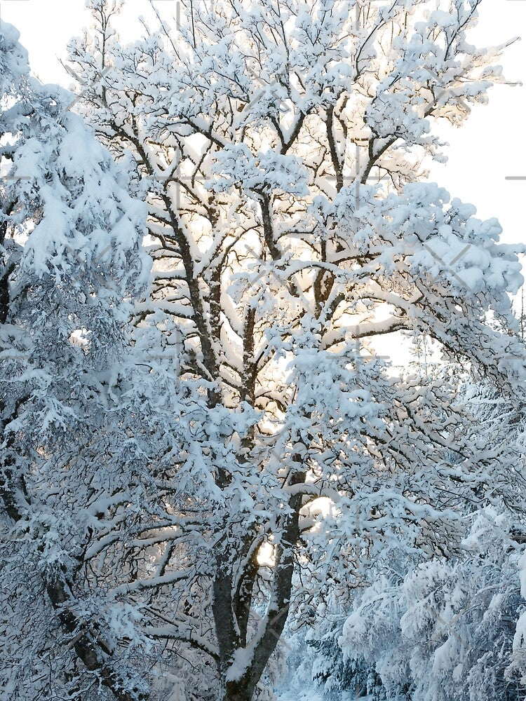 winter wonderland by chanonry