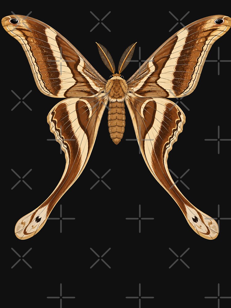 Hercules Moth Coscinocera hercules Anime  Style by Harpagann
