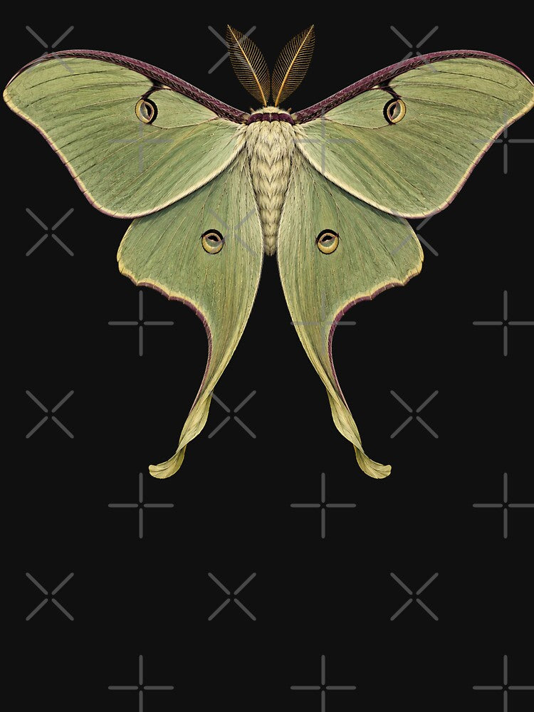 Luna Moth Actias luna Vintage Moth by Harpagann