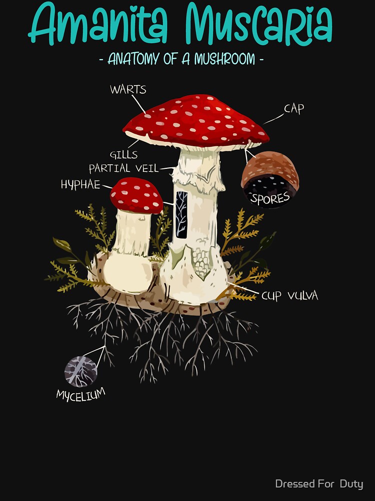 Mushroom Anatomy Mushroom Whisperer Mycology Fungi Foraging by Dressed For  Duty