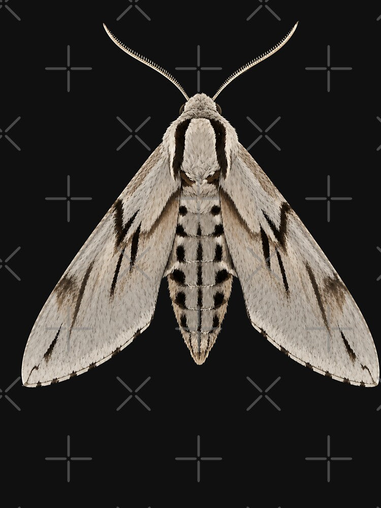 Pine Hawk Moth Sphinx Pinastri Cartoon Style by Harpagann