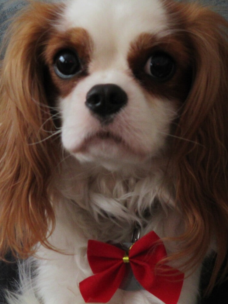 Dog for the Holidays by Raina Shea