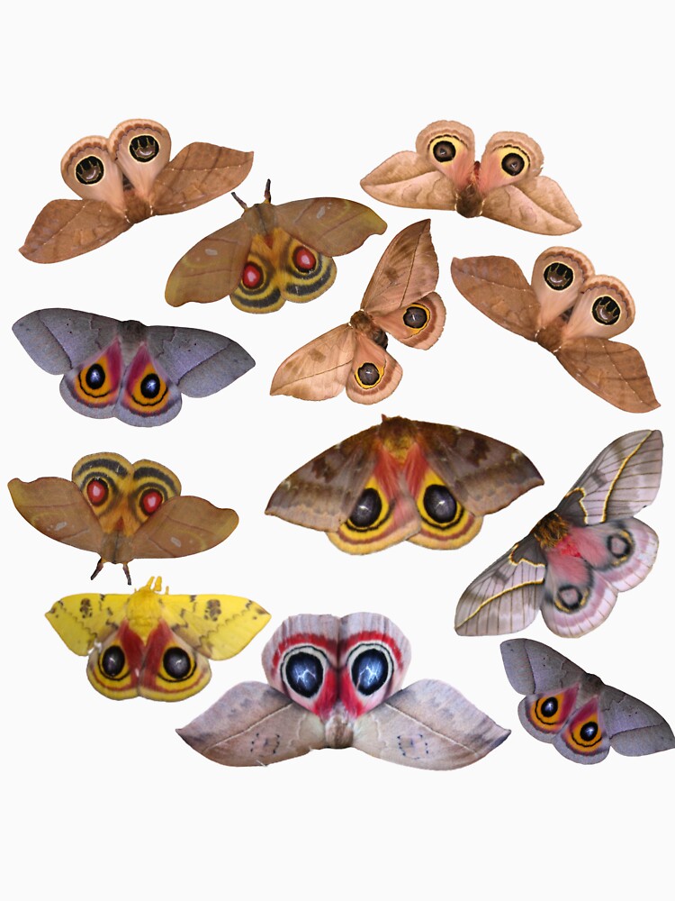 Cute Moths: Eyed Silkmoths (Hemileucinae) by Entomologist