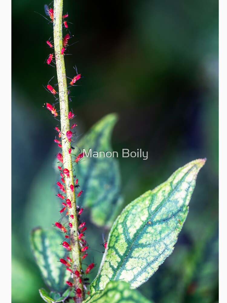 Aphids by Manon Boily Unisex