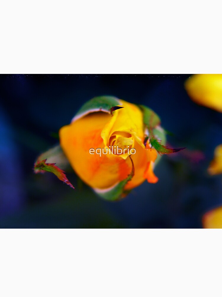 Abundance by equilibrio