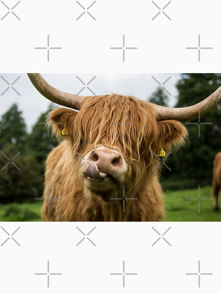 Highland Cow by Alex Sharp