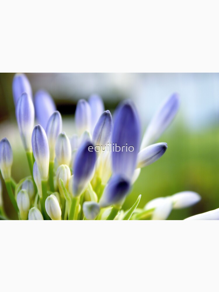 Believe by equilibrio