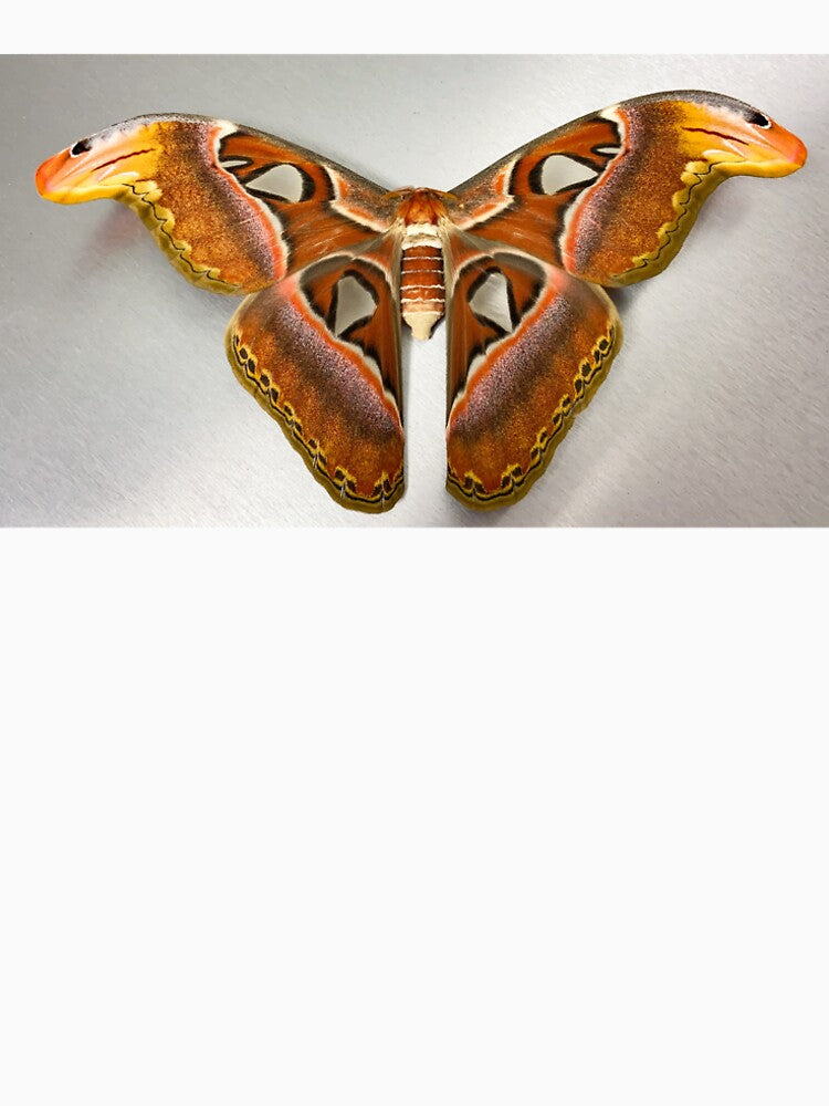 Atlas Moth by aflutter