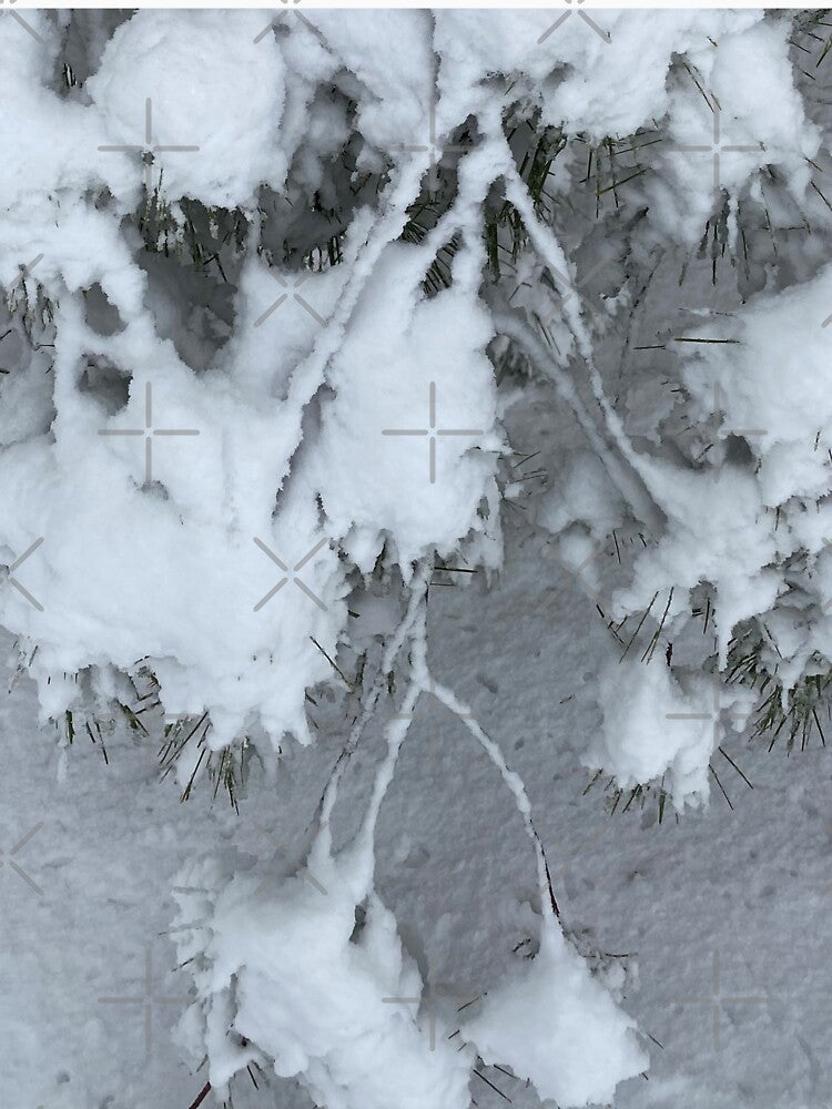 Frosty Winter Pine Needles by CJRPics