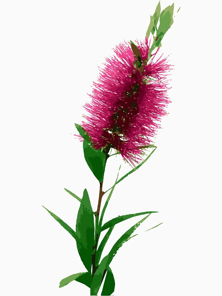 Bottlebrush Flower - Australian Native Floral - Pink by Annalee Beer Unisex