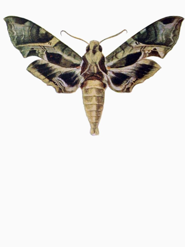 Moth Illustration, Entomology by HawthorneFlame