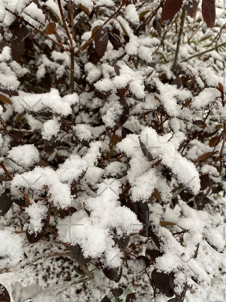Snowy Rhododendron Bush by CJRPics