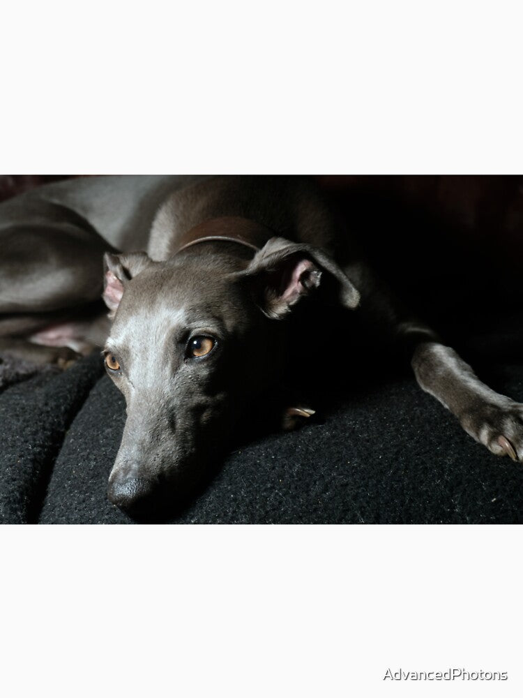 Whippet Portrait by AdvancedPhotons