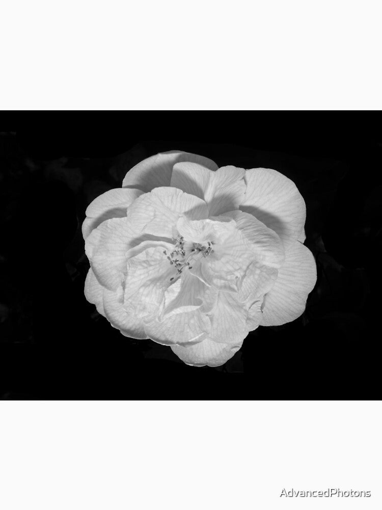 Camellia bloom (monochrome version) by AdvancedPhotons