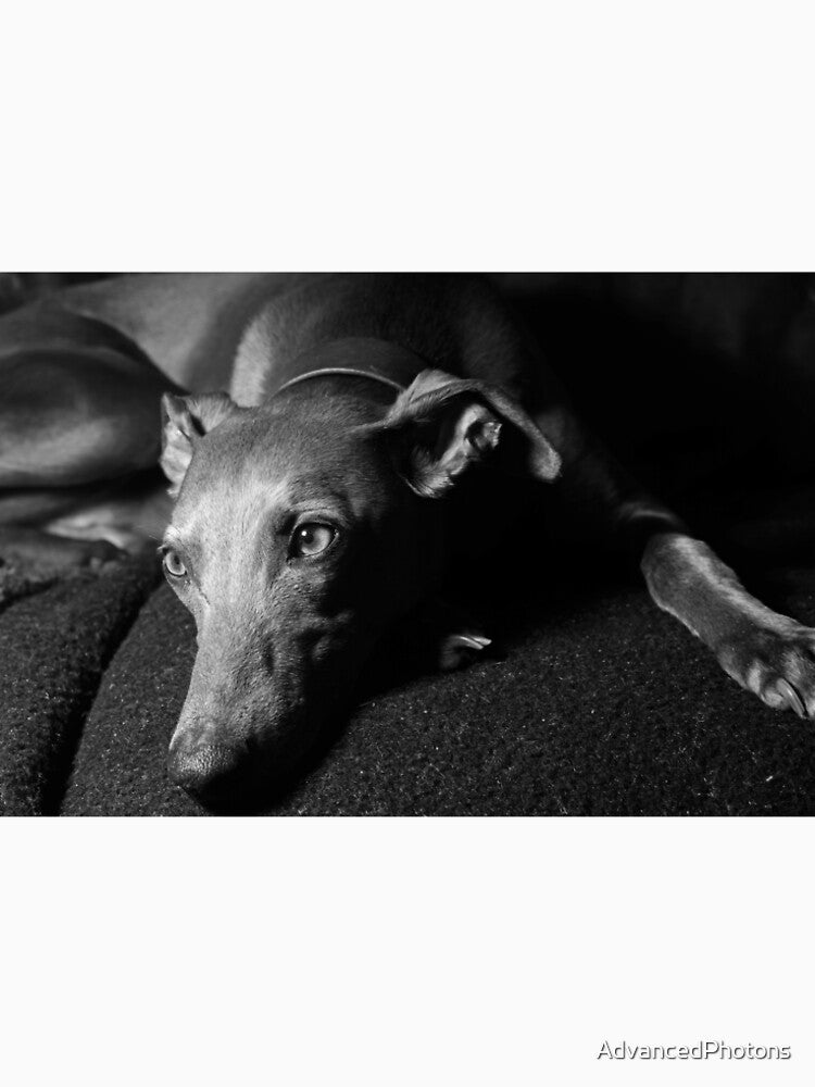 Whippet Portrait (monochrome) by AdvancedPhotons