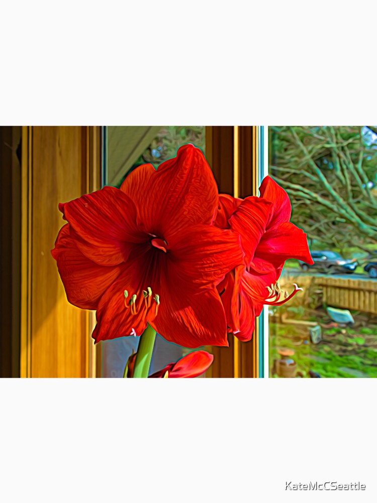 Holiday harbinger: Red Amaryllis by KateMcCSeattle