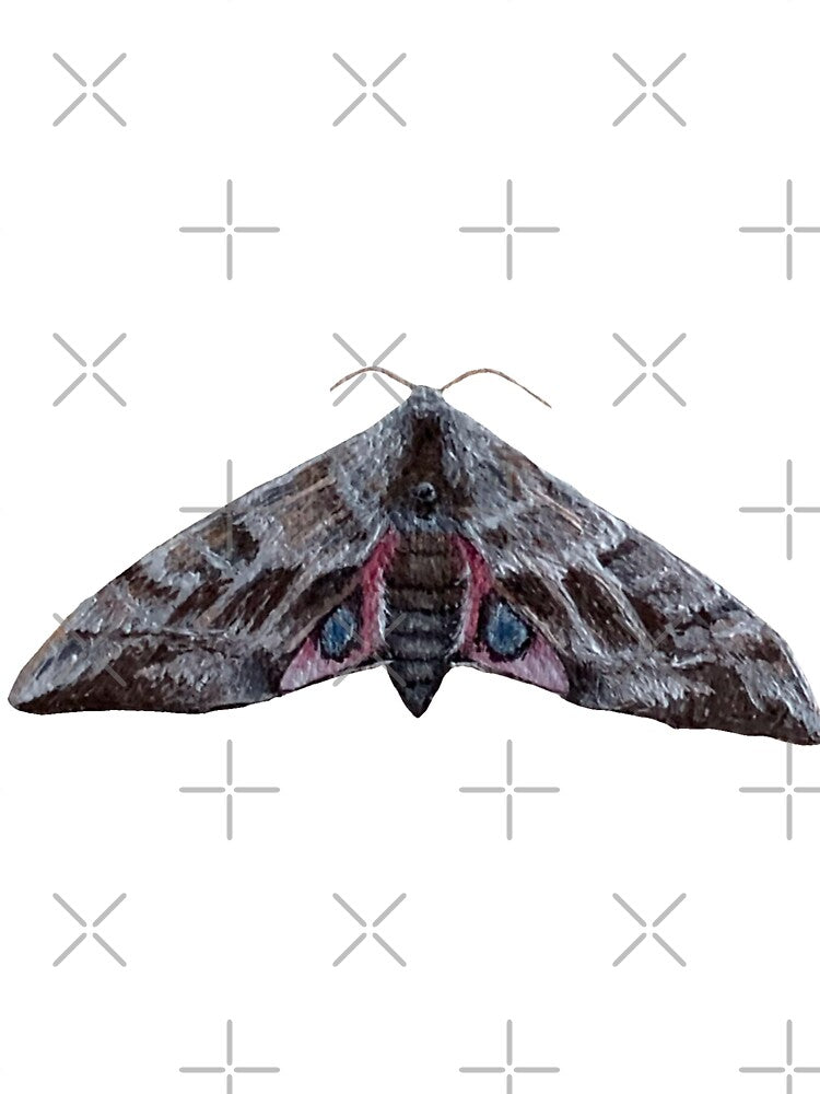 eyed hawk moth by kaitlynyaru.art