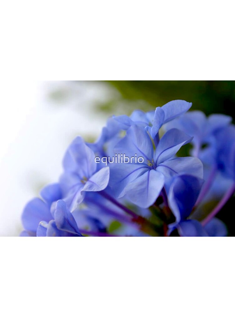 Create beauty by equilibrio