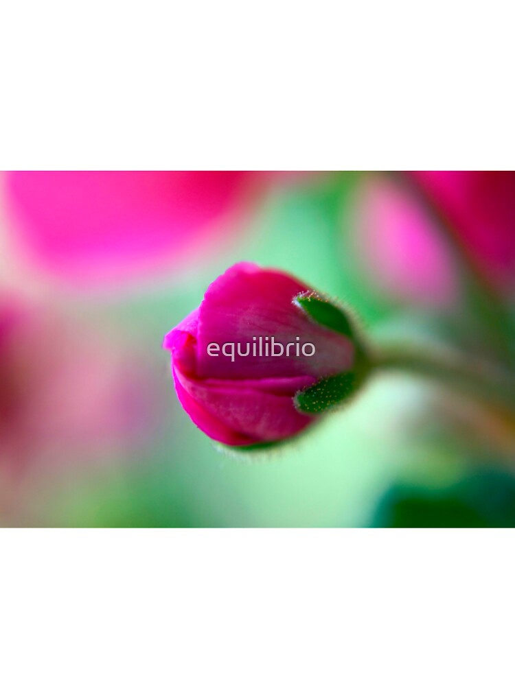 Una by equilibrio