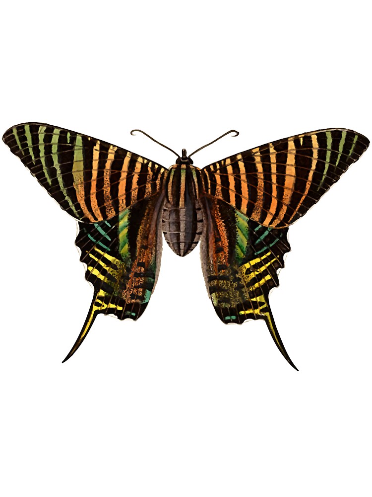 Big Moth by Reethes