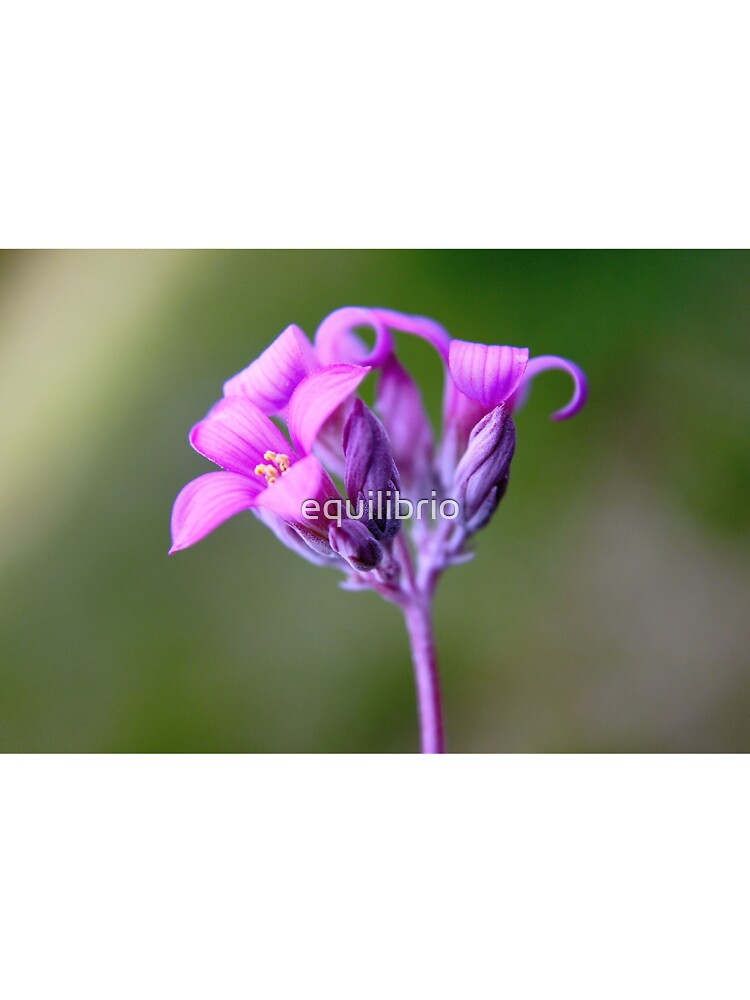 Human existence by equilibrio