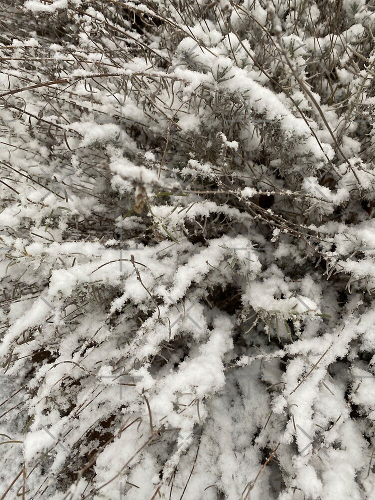 Snowy Bush in a Winter Wonderland by CJRPics