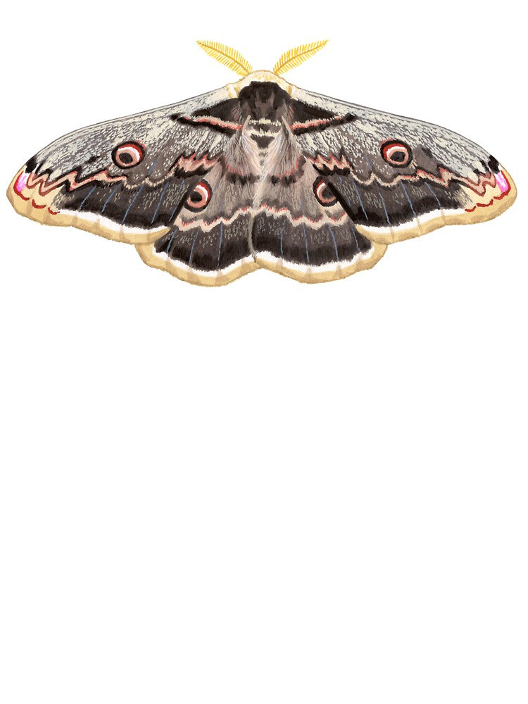 Giant peacock moth painting by kokayart