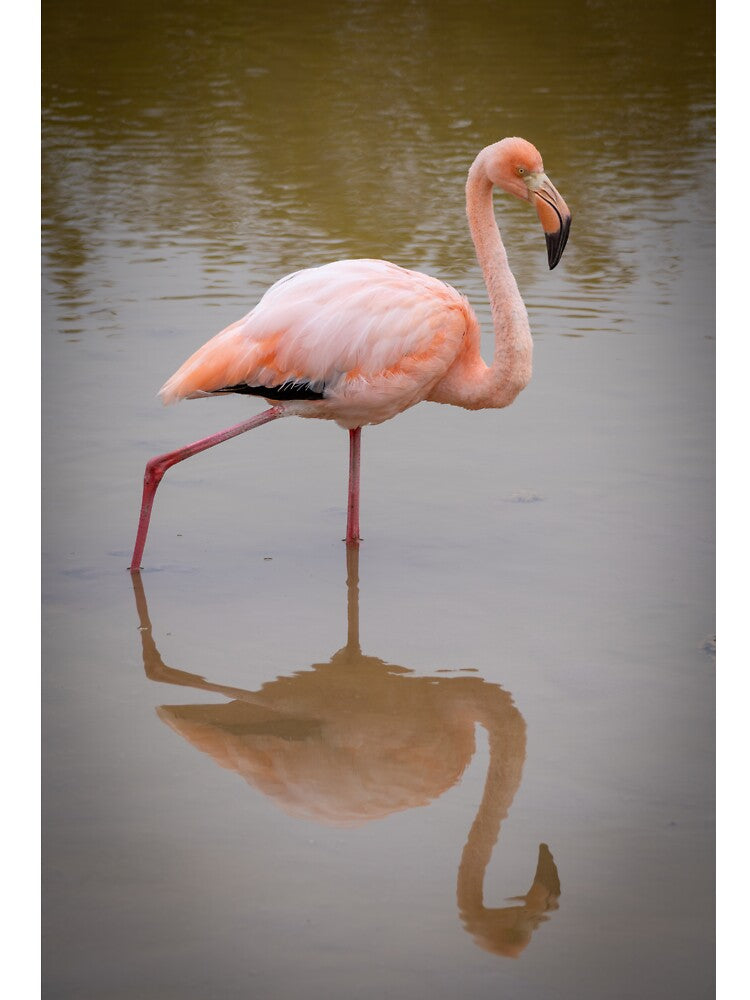 Pink Flamingo Reflection Wildlife Photography Galapagos Nature Print by WildFrameNature Unisex
