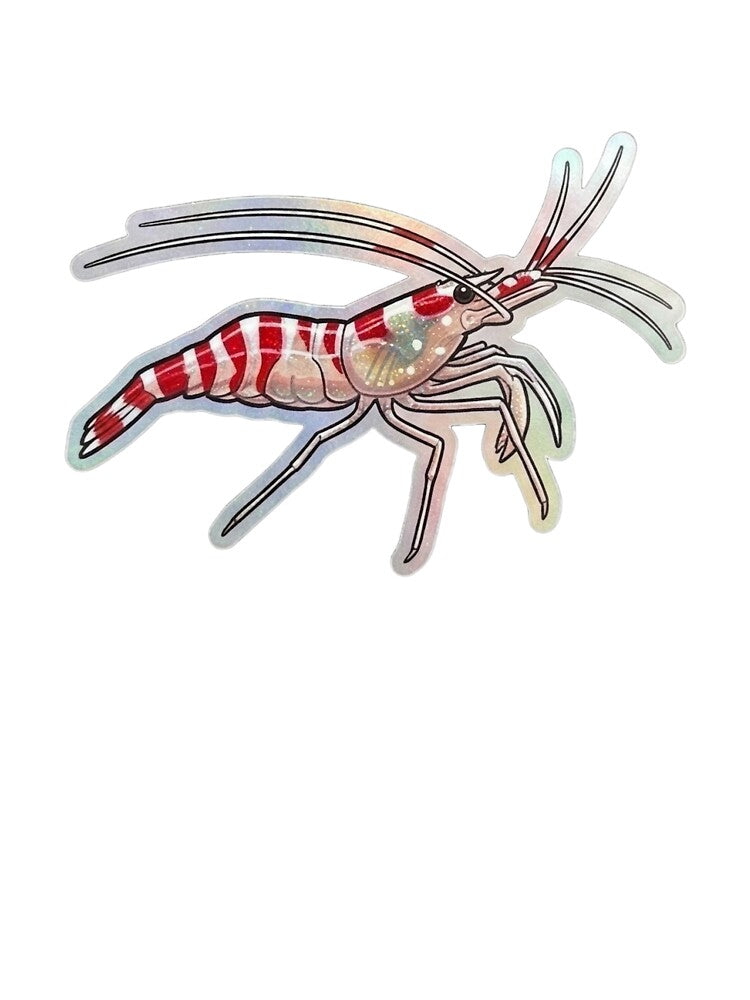 Candy Cane Shrimp Red White Reef Illustration by KenworksDigital