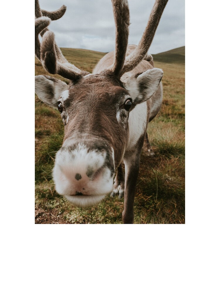Real Life Reindeer by asun5
