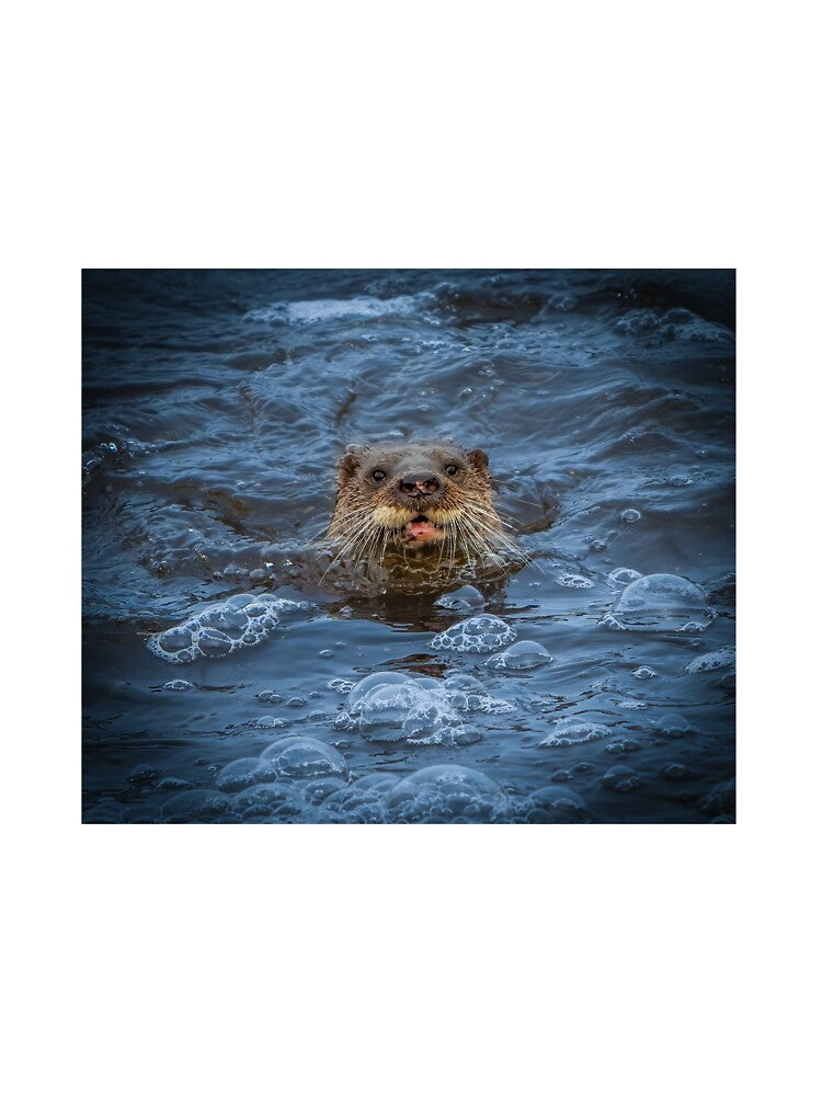 An otter pops up to say hello! by Mark Hetherington