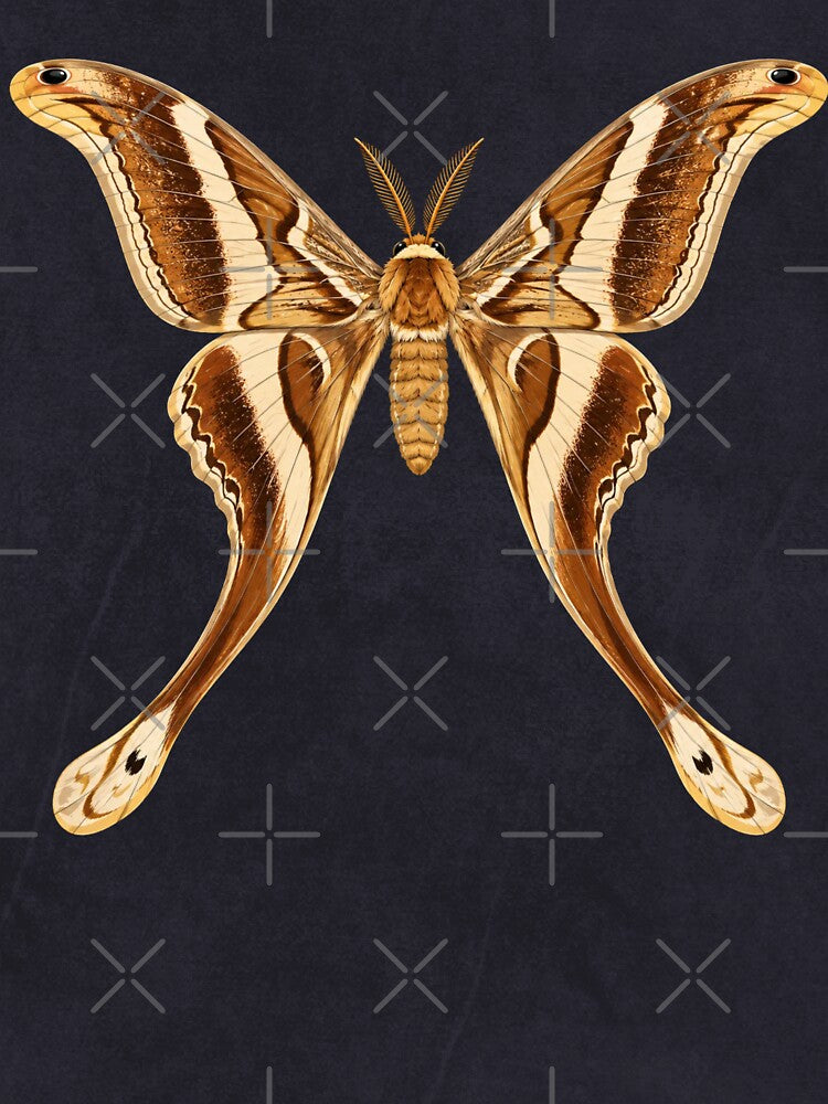 Hercules Moth Coscinocera hercules Cartoon Style by Harpagann