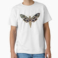Moth Illustration, Entomology by HawthorneFlame
