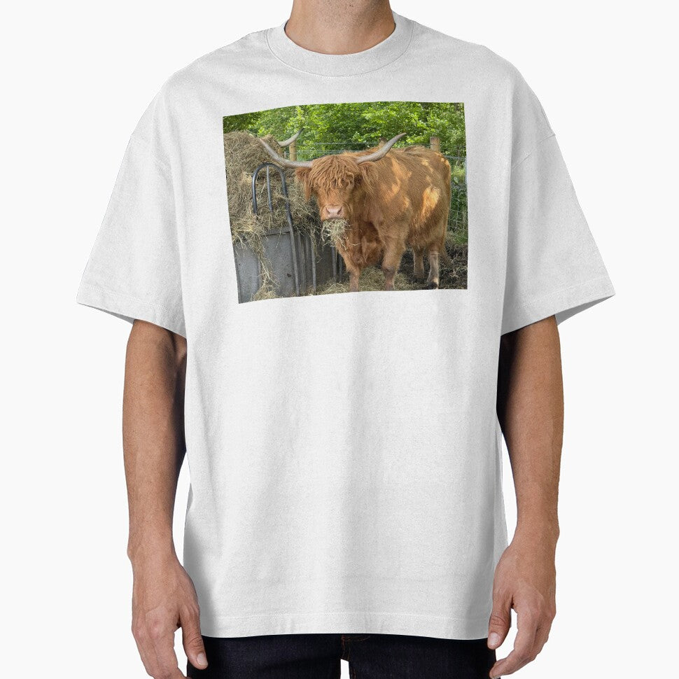 Highland cow chewing the cud by Photogold Photo Gifts